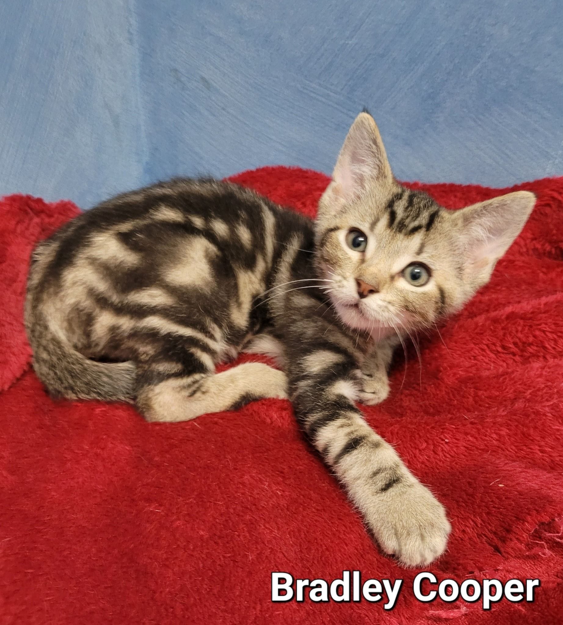 Bradley Cooper Bradley Cooper